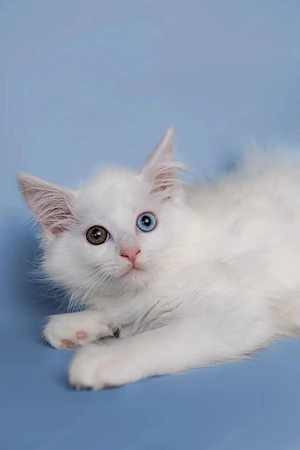 Traumhafte Maine Coon Kätzin 3 Monate  Ein absoluter Herzensbrecher