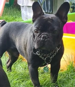 bulldoggen französischen