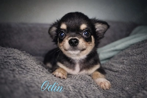 Odin sucht sein Zuhause 