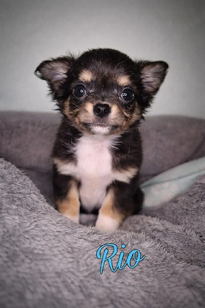 Rio sucht sein Zuhause 