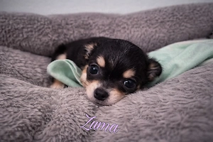 Zuma sucht noch ihre Familie 