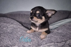 Wunderschöne Chihuahua Welpen 