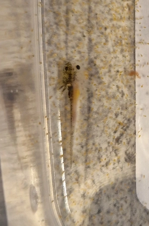    süße Axolotl Babys zum reservieren    