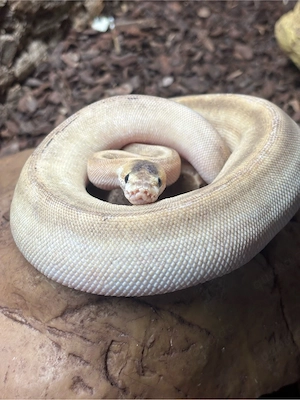 Königspython  Champagne  Genetik Stripe