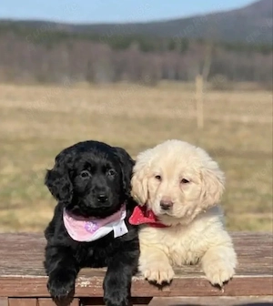 Golden Retriever mal Labrador Retriever