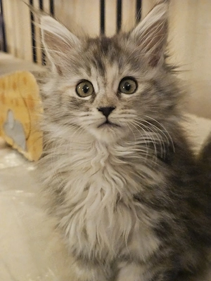 XXL-Maine Coon Kitten suchen ihr neues Zuhase 