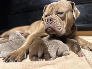 Old English Bulldog Welpen Oeb mit Ahnentafeln 
