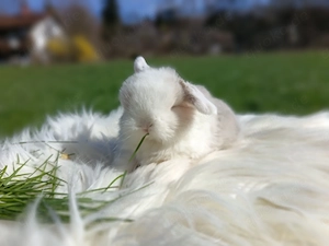 Minilop Zwergkaninchen Zwergwidder 