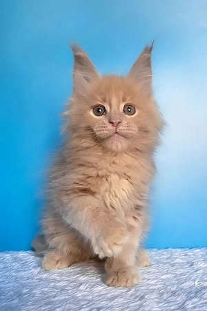 7 wunderschöne Maine Coon Kitten  4 Monate  Geimpft & Kinderlieb