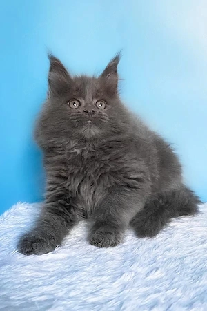 Süßer Maine Coon Kater (5 Monate) sucht liebevolles neues Zuhause wunderschönes graues Fell