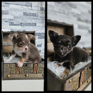 Chihuahua Welpen ab Freitag 