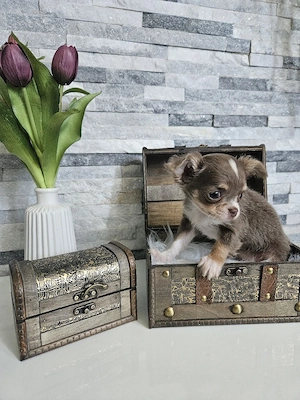 Chihuahua Welpen reinrassig  Bild 9