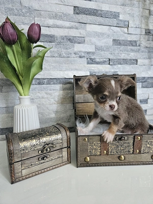 Chihuahua Welpen reinrassig  Bild 10