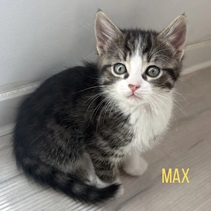 Kittens (Kater) suchen Zuhause