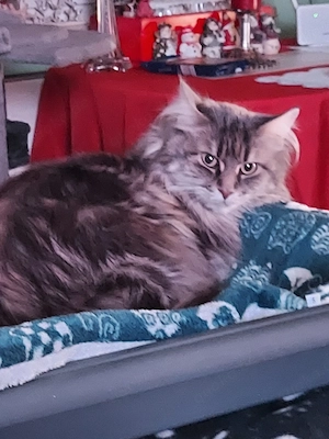 Maincoon  und Kitten