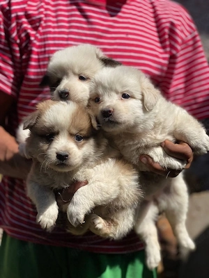 Welpen zur Adoption und Weitervermittlung