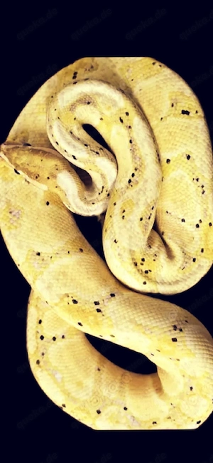 königspython Yellow Belly Banana 1.0 