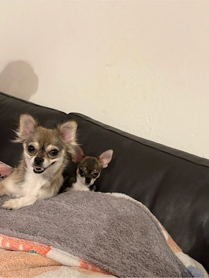 Chihuahua Langhaar Hündin 1 Jahr alt
