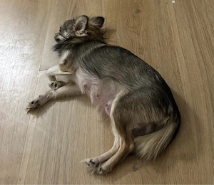 Chihuahua Langhaar Hündin 1 Jahr alt