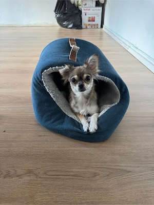 Chihuahua Langhaar Hündin 1 Jahr alt