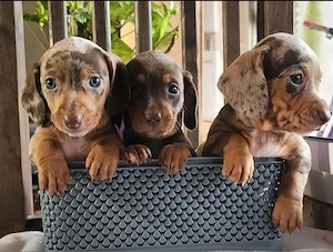 Schöne Dackel Welpen Zwergdackel!!