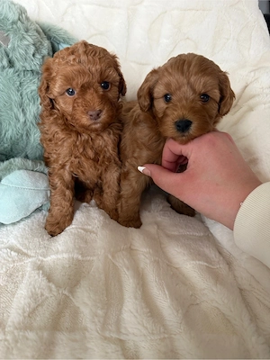Wunderschöne Toypudel-Malteser Mix Welpen aus liebevoller Hausaufzucht
