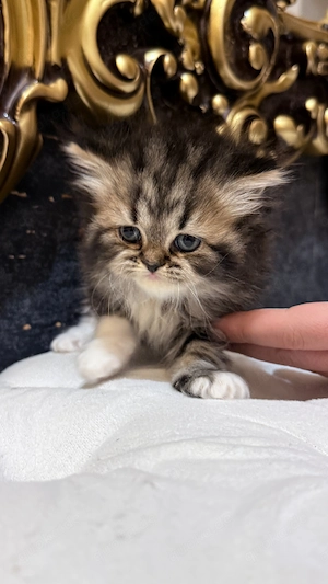 Siberian Katze (weiblich) 