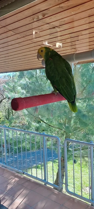 Unsere Papageien suchen ein neues Zuhause 