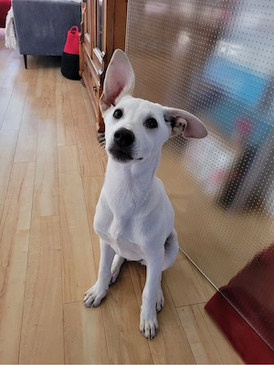 Unverwechselbar: Sonnenschein Kylie sucht ihr Für-immer-Zuhause   