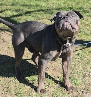 Old English bulldog Deckrüde