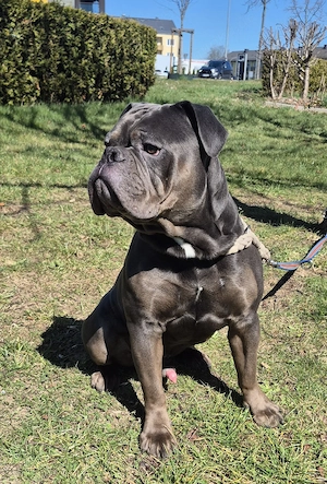 Old english Bulldog Deckrüde