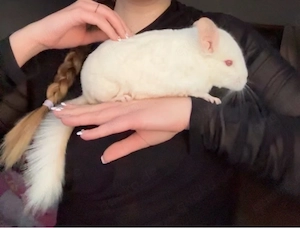 Zwei chinchilla schwestern 