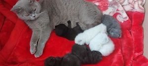 bkh babys reinrassige 