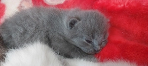 bkh babys reinrassige 