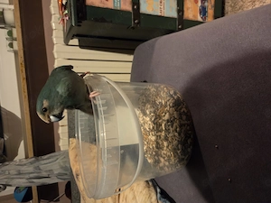 Ziegensittich Päärchen