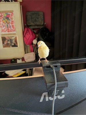 Kanarienvogel sehr Zahm Bild 3