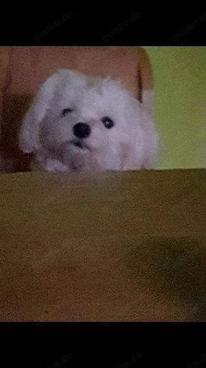 Malteser-Shizu welpen  