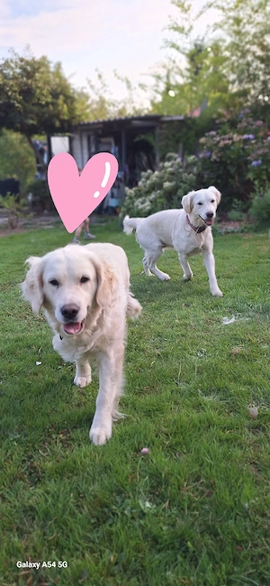    Herzenshunde suchen ein neues Zuhause: Honey & Smily   