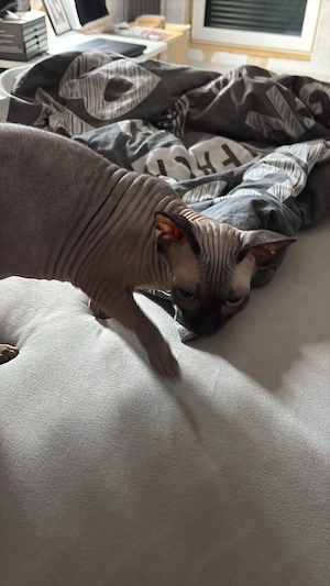 2 Sphynx Katzen abzugeben 