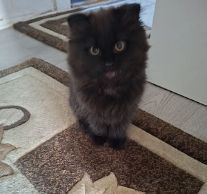 BKH Kitten sucht noch ein liebevolles neues Zuhause 