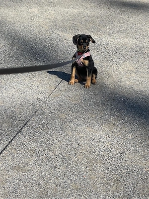 kleiner süßer welpe