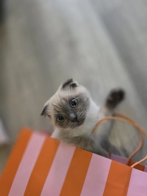 BKH Kitten mit Impfpass