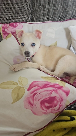 Ist eine sie 4 monate Bild 3