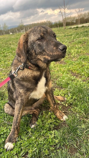 Monty ein toller Welpe