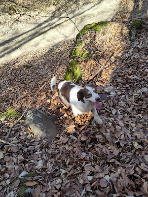ELLA - eine tolle Freizeitpartnerin (wartet in Rumänien) Bild 3