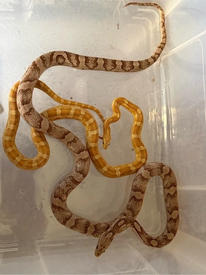 wurfankündigung kornnattern