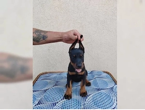 Typvolle Dobermann welpen!!