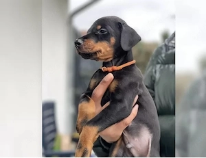 Susssse Dobermann welpen!!
