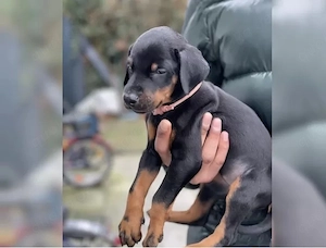 Sussss Dobermann welpen!!