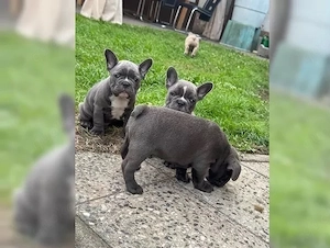 Typvolle Französische Bulldoggen Welpen !!